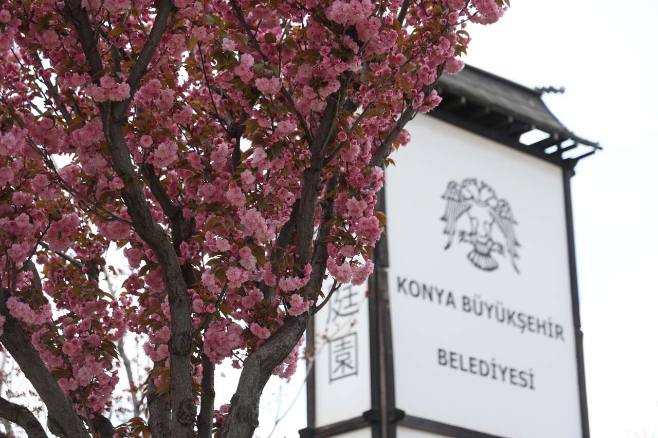 Burası Japonya değil, Konya! Sakuralar çiçek açtı 2